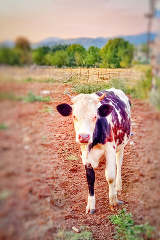 Curious Calf in the Cou..