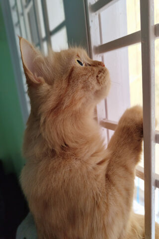 Curious Cat Gazing Out ..