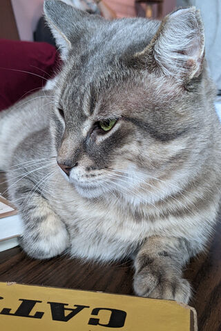 Pensive Paws 🐾