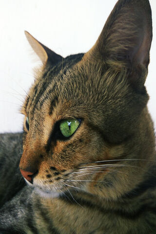 Majestic Feline Gaze 🐾✨