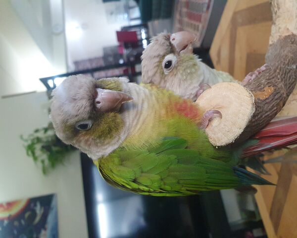 Adorable Green Cheek Co..