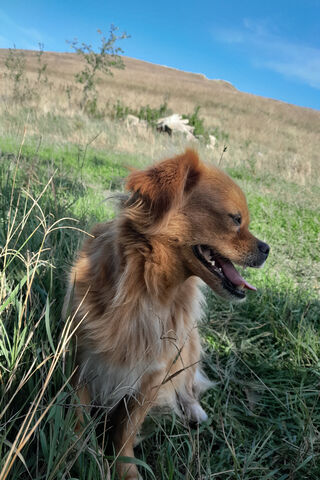 Happy Pup in Nature 🌿🐶