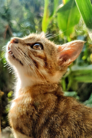 Curious Kitten in Natur..