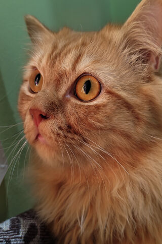 Majestic Feline Gaze 🐱✨