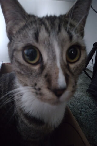 Curious Cat
