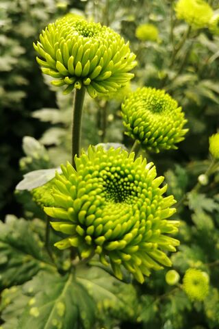 Cryshanthimam Flowers
