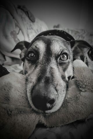 Snuggly Pup with a Plus..