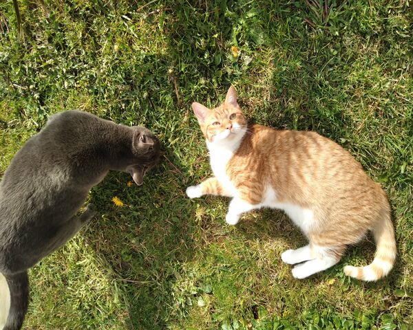 Playful Paws in the Sun ☀️🐾