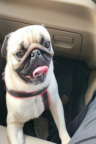 Pug Adventure Buddy 🐶🚗