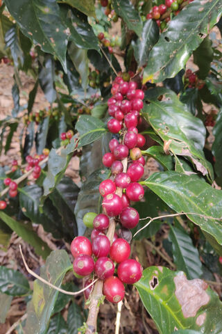 Vibrant Coffee Cherry H..