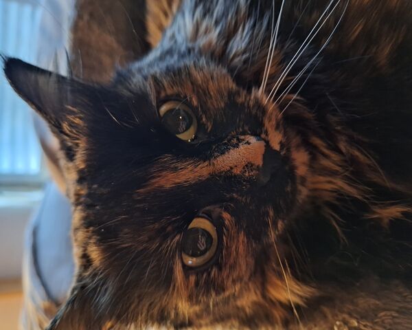 Whiskers and Whimsy 🐾