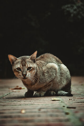 Cat Hd