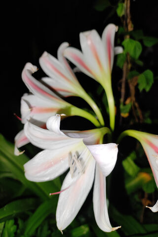 The Elegant Crinum Lati..