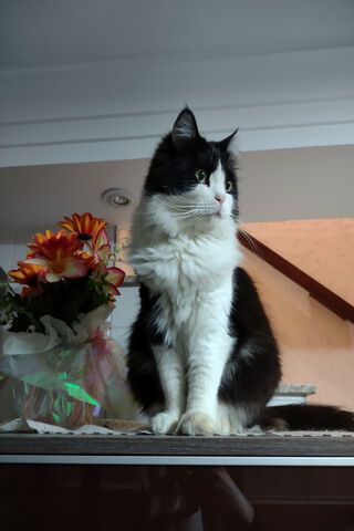 Majestic Feline Overloo..