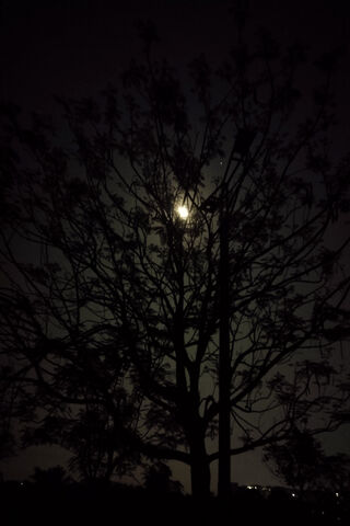 Moonlit Silhouette 🌙🌳
