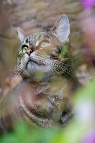 Curious Cat Gazing at N..