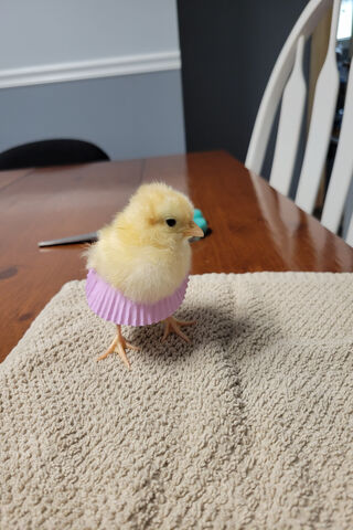 Adorable Chick in a Cup..