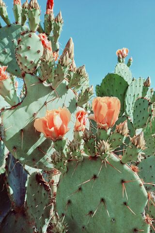 Blooming Cacti Delight 🌵🌸