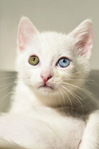Adorable Odd-Eyed Kitten 🐾💖