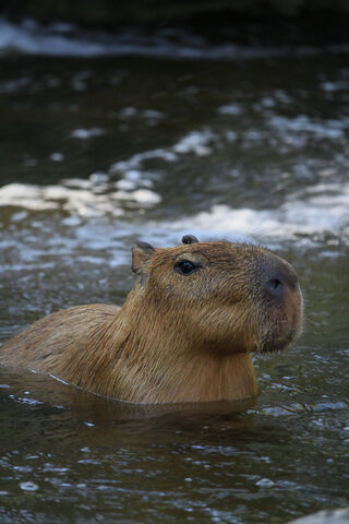 Capybara Chill Time 🦦💦