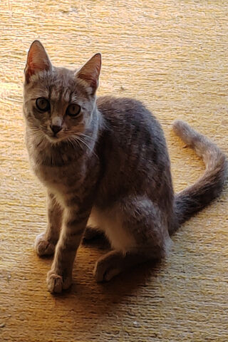 Curious Cat in the Sunl..