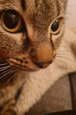 Close-Up of a Curious C..