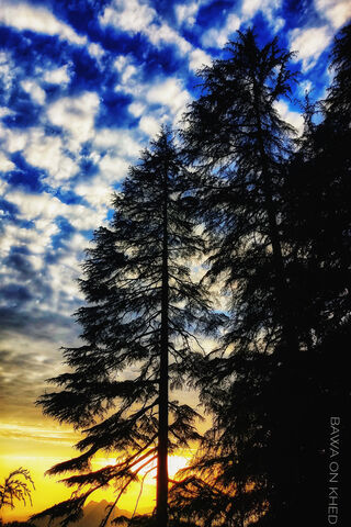 Sunset Serenity 🌅🌲