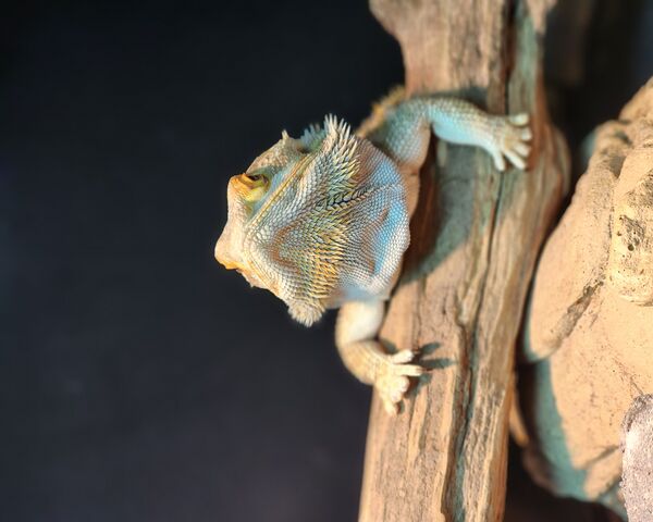 Chillin Beardie