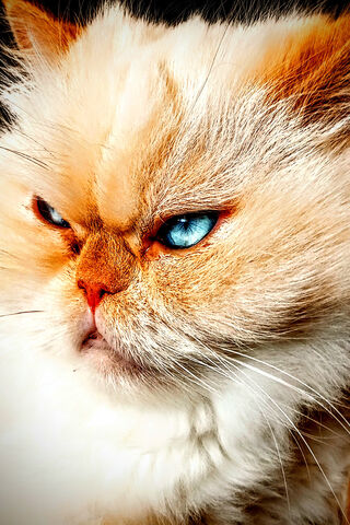 Majestic Feline Stare 🐱✨