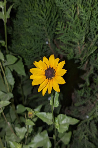 Common Sunflower