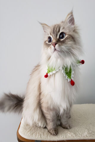 Festive Feline Fashion 🎄🐱