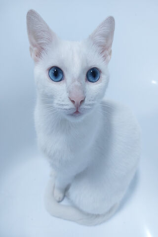 Enchanting White Cat wi..