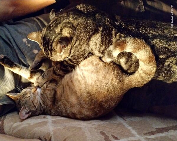 Cozy Cat Cuddle Time 🐾❤️