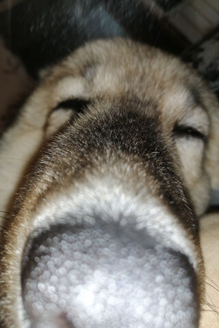 Close-Up Canine Cutenes..