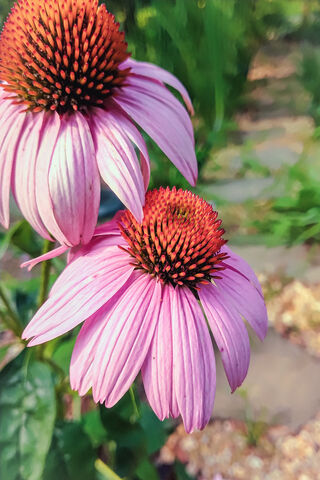 Beautiful Pink Coneflow..