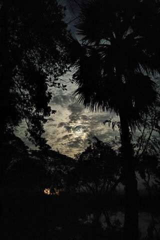 Mysterious Twilight 🌌🌿