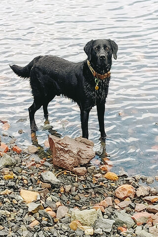 Dog