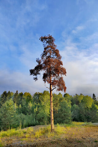 Lone Pine in the Wilder..