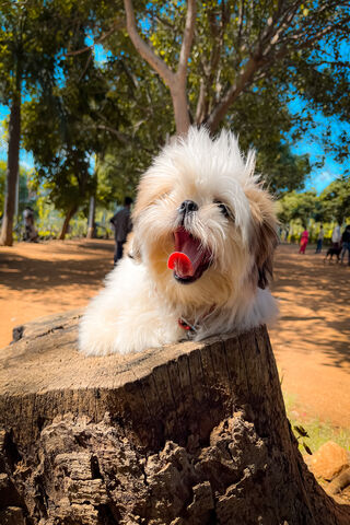 Happy Pup on a Stump! �..