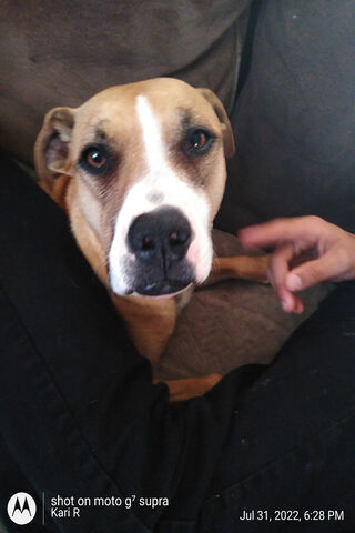 #Doggo Cause Why Not