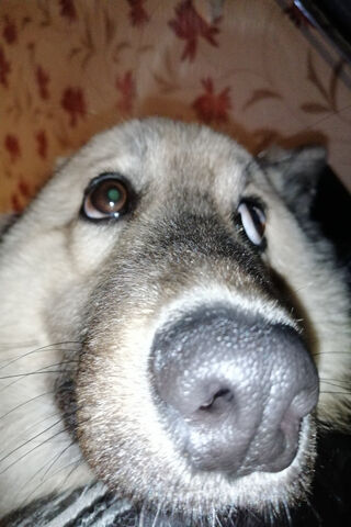 Adorable Close-Up of a ..