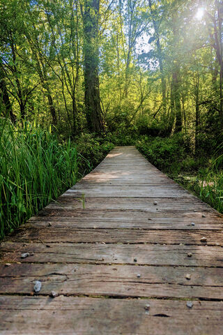 Pathway to Serenity 🌿✨