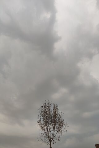 Lonely Tree Under Gloom..