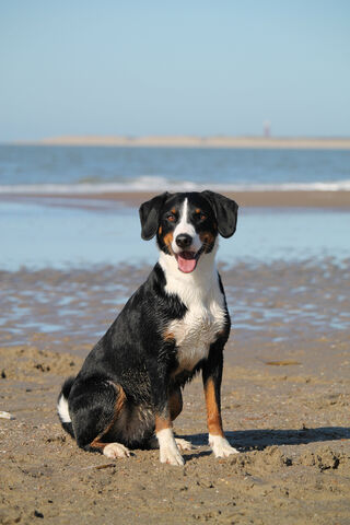 Dog In The Beach