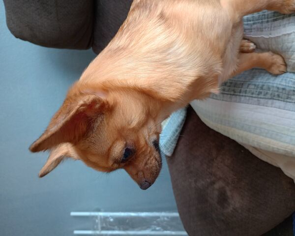 Adorable Chihuahua in P..