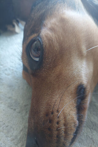 Close-Up of a Curious P..