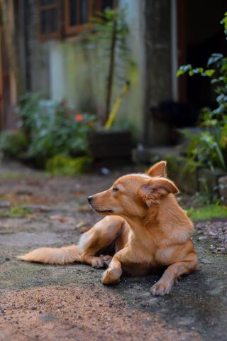 Relaxing Pup in the Sun ☀️🐾