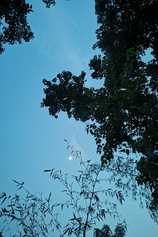 Evening Moon