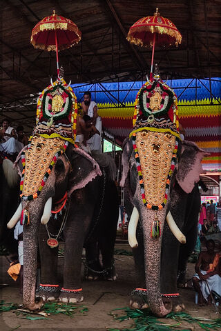 Majestic Elephants in F..