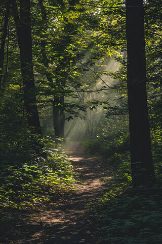Forest Sunlight